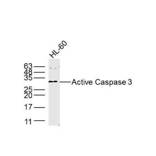12148. ACTIVE CASPASE 3 MONOCLONAL ANTIBODY (7E11) 100UL - INVITROGEN