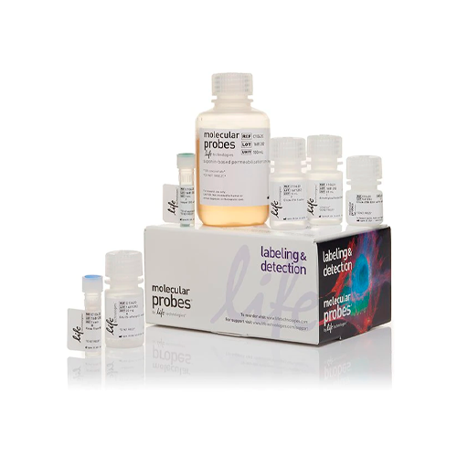 18042. KIT DE ENSAYO DE CITOMETRIA DE FLUJO CLICK-IT EDU ALEXA FLUOR 488 100 ENSAYOS - INVITROGEN