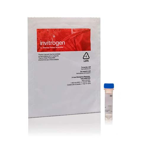 15750. CELLEVENT CASPASE-3/7 GREEN DETECTION REAGENT 100UL - INVITROGEN