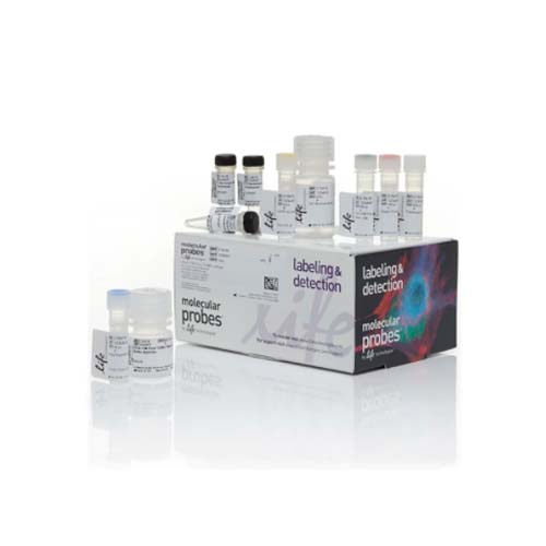 20933. KIT DE ENSAYO CLICK-IT PLUS TUNEL P/DETECCION DE APOPTOSIS IN SITU COLORANTE ALEXA FLUOR 594 50 REACCIONES - INVITROGEN