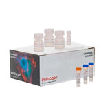 13615.KIT DE PROLIFERACION CELULAR CLICK-IT PLUS EDU P/ADQUISICION DE IMAGENES, COLORANTE ALEXA FLUOR 488 - INVITROGEN
