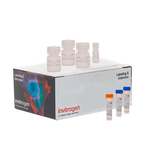 13615.KIT DE PROLIFERACION CELULAR CLICK-IT PLUS EDU P/ADQUISICION DE IMAGENES, COLORANTE ALEXA FLUOR 488 - INVITROGEN