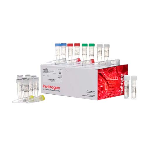 13619.KIT DE PROLIFERACION CELULAR CLICK-IT PLUS EDU P/ADQUISICION DE IMAGENES, COLORANTE ALEXA FLUOR 594 - INVITROGEN