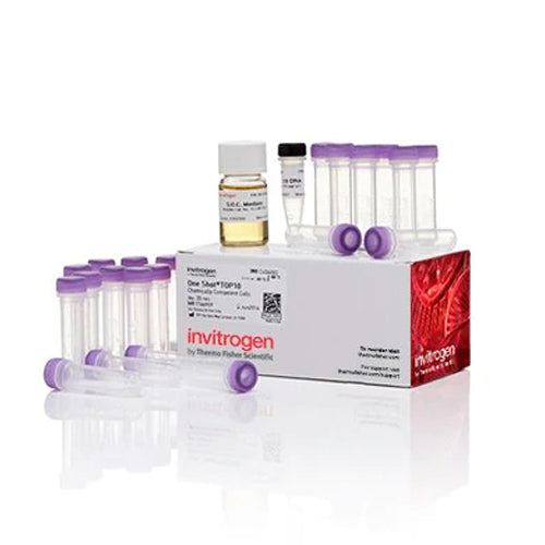 53528. E. COLI ONE SHOT TOP10 C/42 TUBOS 50UL - INVITROGEN