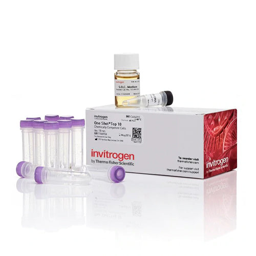 53529. E. COLI ONE SHOT TOP10 C/11 TUBOS 50UL - INVITROGEN