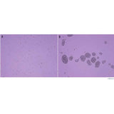 26587. CELLXVIVO HUMAN B CELL EXPANSION KIT R&D SYSTEMS