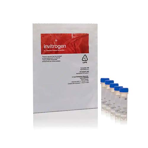 22734. DQ GELATIN FROM PIG SKIN FLUORESCEIN CONJUGATE 5 X 1MG INVITROGEN