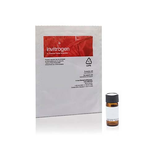 55454. EDU (5-ETHYNYL-2'-DEOXYURIDINE) 500MG - INVITROGEN