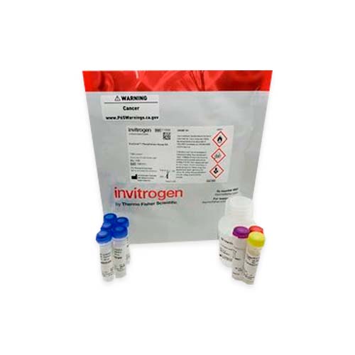 20388. KIT DE ENSAYO DE PROTEASA ENZCHEK FLUORESCENCIA VERDE 100-1000 ENSAYOS - INVITROGEN