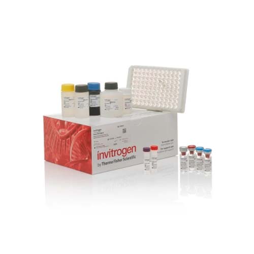 20930. AHSG/FETUIN A HUMAN ELISA KIT 96 TESTS - INVITROGEN