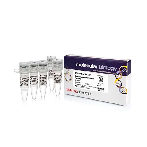 15501. T4 POLYNUCLEOTIDE KINASE 10 U/UL 2500 UNITS - THERMO SCIENTIFIC