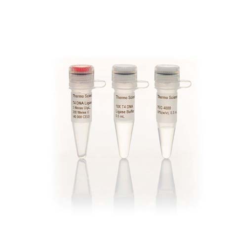 15506. T4 DNA LIGASE 5U/UL 200U - THERMO SCIENTIFIC