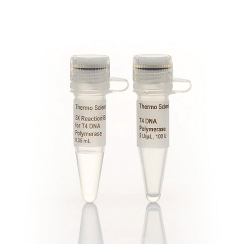 4458. ADN POLIMERASA T4 (5U/UL) 100U - THERMO SCIENTIFIC