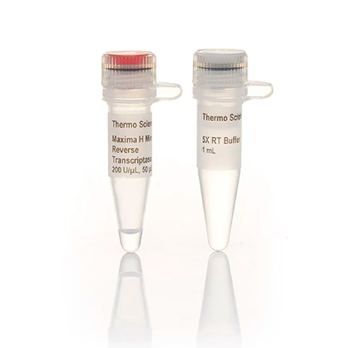 5595. TRANSCRIPTASA REVERSA MAXIMA H MINUS (200 U/UL) 10,000U - THERMO SCIENTIFIC