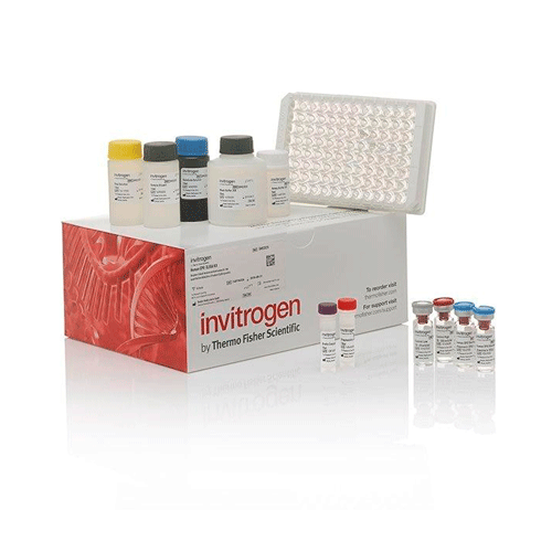 26901. INSULIN RAT ELISA KIT 96 TESTS INVITROGEN