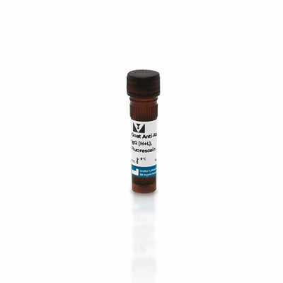 11248.GOAT ANTI-RABBIT IGG ANTIBODY (H+L) FLUORESCEIN 1.5MG - VECTOR