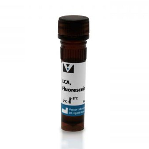 5253. LENS CULINARIS AGGLUTININ (LCA) FLUORESCEIN 5MG - VECTOR