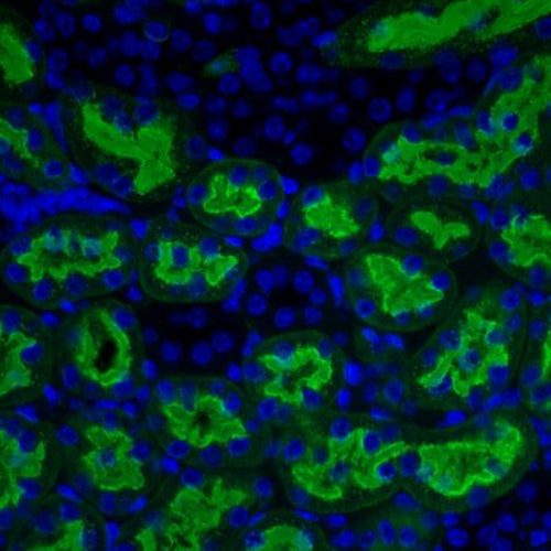 5256. ALEURIA AURANTIA LECTIN (AAL) FLUORESCEIN 1MG - VECTOR