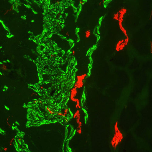 5257. M.O.M. (MOUSE ON MOUSE) IMMUNODETECTION KIT, FLUORESCEIN - VECTOR