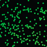 56373. ESTANDAR PARTICULAS FLUORESCENTES ACUOSAS FLUORO-MAX TEÑIDAS EN COLOR VERDE 5.0UM, 10ML MICROGENICS