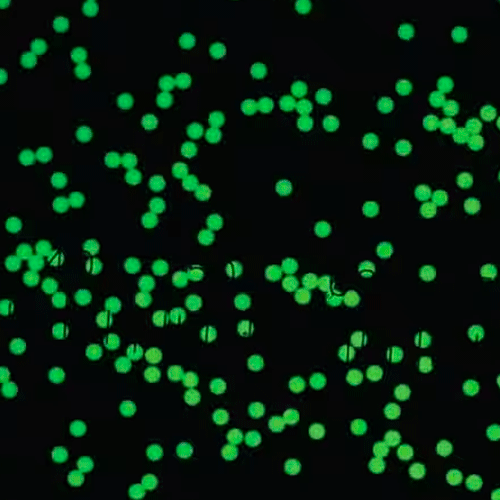 24705. ESTANDAR PARTICULAS FLUORESCENTES ACUOSAS FLUORO-MAX TEÑIDAS EN COLOR VERDE 5.0UM, 10ML MICROGENICS