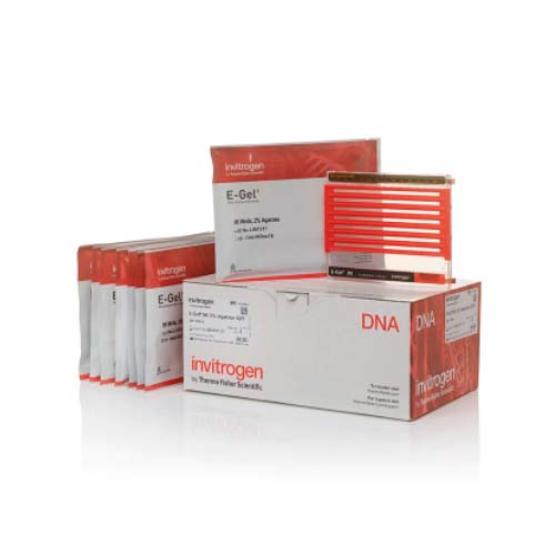 20919. GELES DE AGAROSA 2% E-GEL 96 C/8 - INVITROGEN