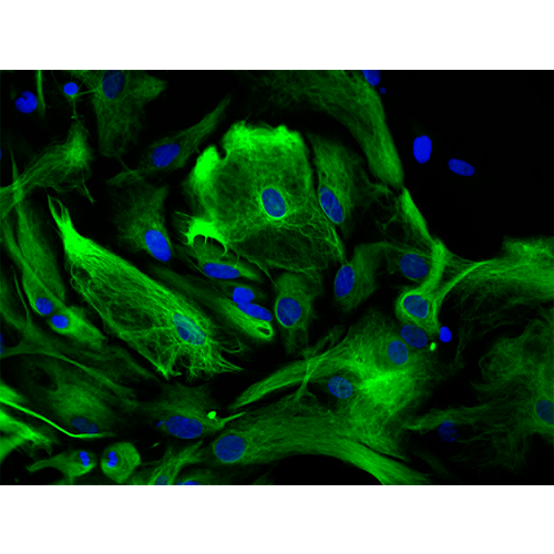 6467. VECTASHIELD HARDSET ANTIFADE MOUNTING MEDIUM WITH DAPI 10ML - VECTOR