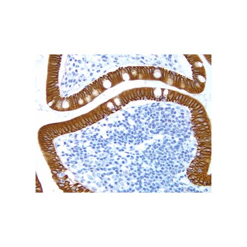 12912.HEMATOXYLIN QS COUNTERSTAIN 100ML - VECTOR