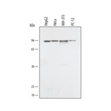 18205. MOUSE IGG HRP-CONJUGATED ANTIBODY 1ML - R&D SYSTEMS