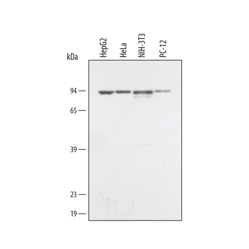 18205. MOUSE IGG HRP-CONJUGATED ANTIBODY 1ML - R&D SYSTEMS