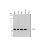 20517. SHEEP IGG HRP-CONJUGATED ANTIBODY 1ML - R&D SYSTEMS