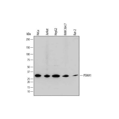 20517. SHEEP IGG HRP-CONJUGATED ANTIBODY 1ML - R&D SYSTEMS