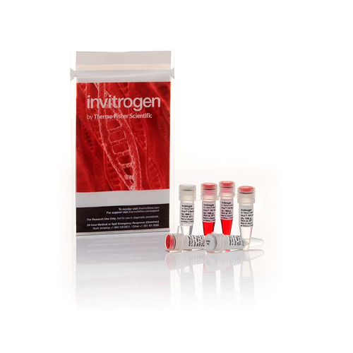 19797. ENZIMA DE RESTRICCION ANZA 5 BAMHI 8000U - INVITROGEN