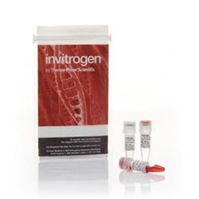 53620. ANZA 19 BGLII, 1600 UNITS - INVITROGEN