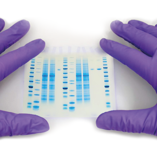 5859. INSTANTBLUE COOMASSIE PROTEIN STAIN 1000ML ABCAM