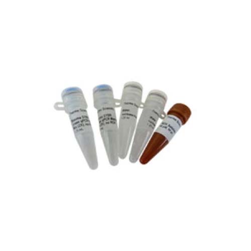 15521. MAXIMA SYBR GREEN QPCR MASTER MIX (2X) WITH SEPARATE ROX VIAL 200 REACTIONS APPLIED BIOSYSTEMS
