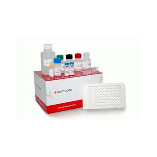 15752. AMYLOID BETA 42 HUMAN ELISA KIT 96 TESTS - INVITROGEN