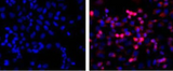 53394. PIERCE HIS TAG (HIS.H8/EH158) MOUSE MONO 100UG - PIERCE