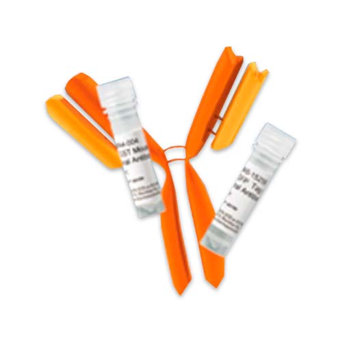 15759. BETA ACTIN MONOCLONAL ANTIBODY (AC-15) 100UL - INVITROGEN