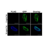 20916. DYKDDDDK TAG MONOCLONAL ANTIBODY (FG4R) 100UG - INVITROGEN