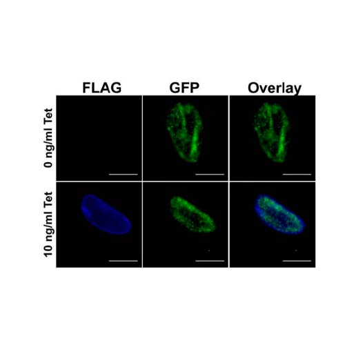 20916. DYKDDDDK TAG MONOCLONAL ANTIBODY (FG4R) 100UG - INVITROGEN