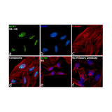 18054. RECOMBINANT RABBIT MONOCLONAL KI-67 ANTIBODY SP6 500UL - INVITROGEN
