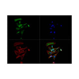 53731. DOPAMINE TRANSPORTER MONOCLONAL ANTIBODY (MAB16) 100UL - INVITROGEN