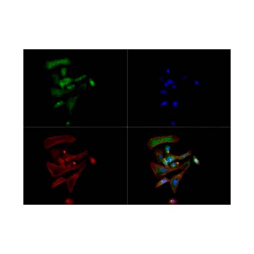 53731. DOPAMINE TRANSPORTER MONOCLONAL ANTIBODY (MAB16) 100UL - INVITROGEN