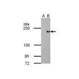18060. TET3 MONOCLONAL ANTIBODY (GT334) 100UL - INVITROGEN