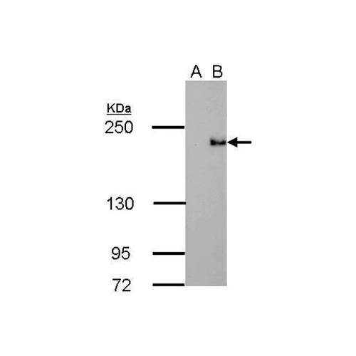 18060. TET3 MONOCLONAL ANTIBODY (GT334) 100UL - INVITROGEN