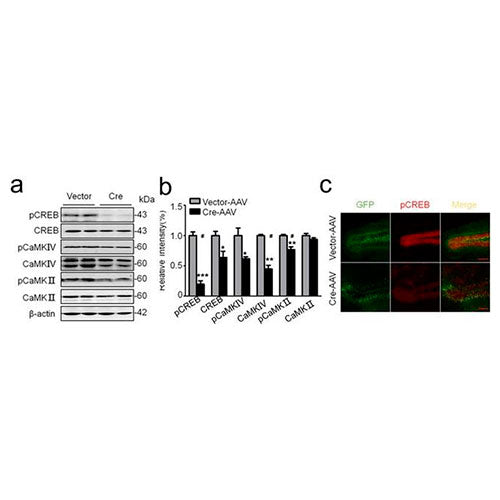 20923. PHOSPHO-CREB (SER-133) MONOCLONAL ANTIBODY 100UL - INVITROGEN