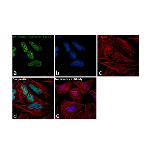 21866. H3K4ME3 MONOCLONAL ANTIBODY (G.532.8 ) 100UL - INVITROGEN