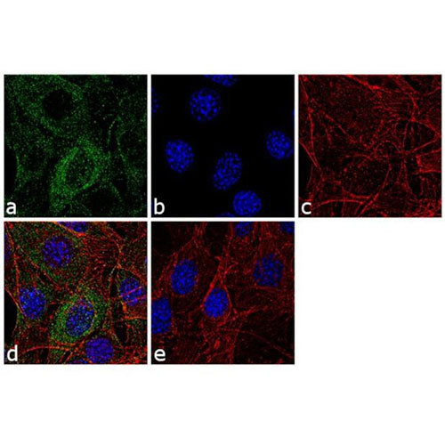 20924. VIMENTIN MONOCLONAL ANTIBODY (V9) 500UL - INVITROGEN