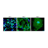 53729. CARDIAC TROPONIN T ANTIBODY (13-11) 200UL - INVITROGEN